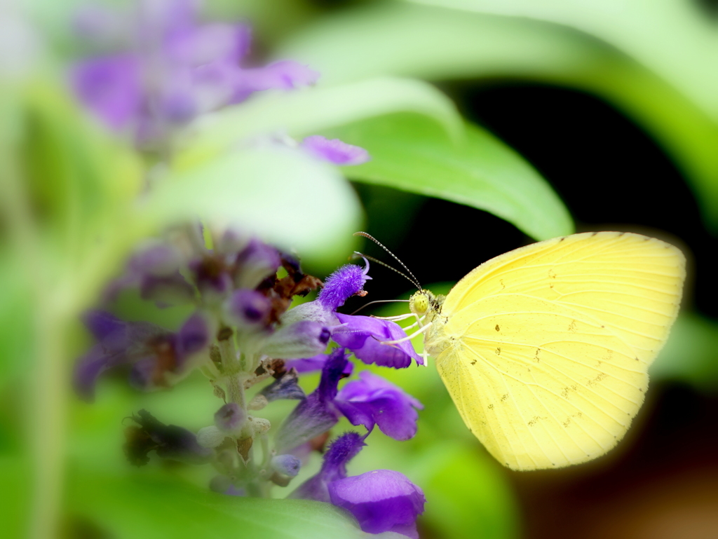 幸せを運ぶ黄色の蝶 By 真理 Id 写真共有サイト Photohito