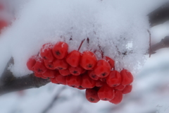 雪の冠