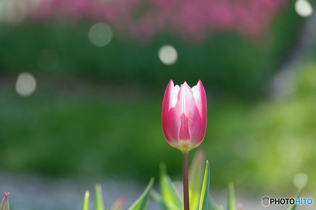 桜の舞に酔う  ♬