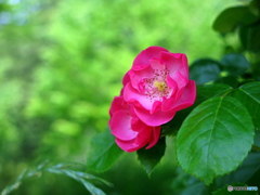素朴な愛
