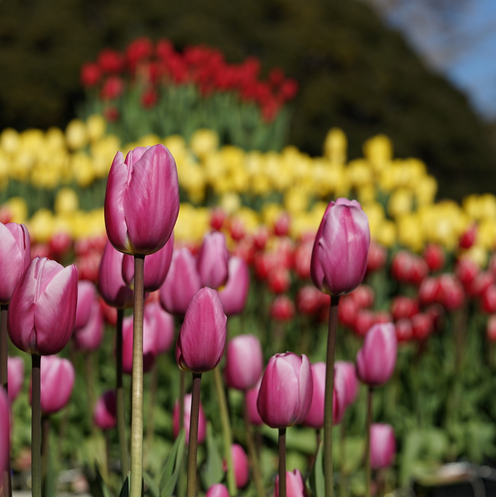 色とりどりのチューリップが咲き乱れる花園　