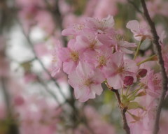 桜満開