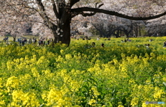 菜の花畑で隠れん坊