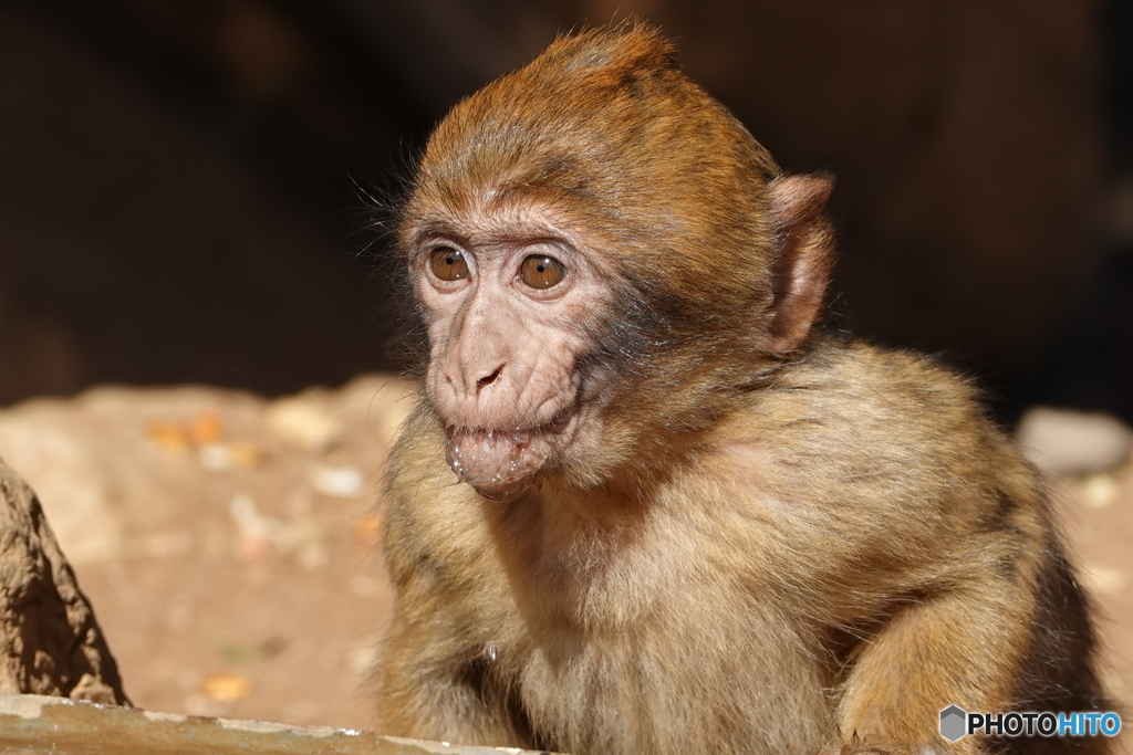 オスは子守で勝負