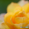 冬薔薇（ふゆそうび）