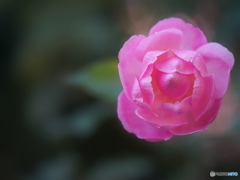 ピンク色の薔薇の花言葉は「幸福」。　一体、何が人を幸せにするのでしょうか・・・？