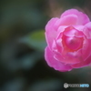 ピンク色の薔薇の花言葉は「幸福」。　一体、何が人を幸せにするのでしょうか・・・？