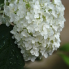 八仙花