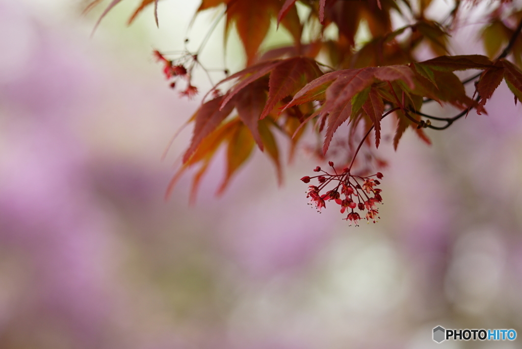 紅葉のお花 ♪