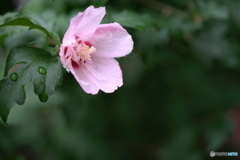 ムクゲの蕾から開花までお付き合いいただき、ありがとうございました。