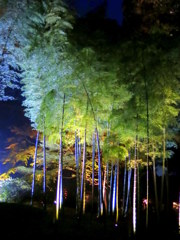 六義園の竹