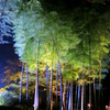 六義園の竹