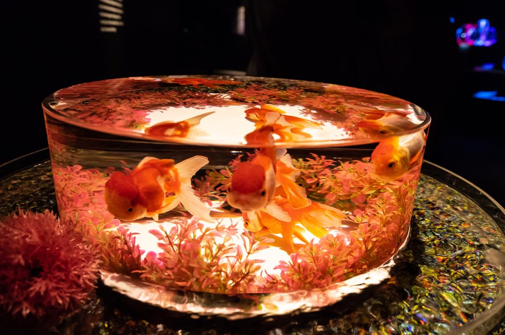 優雅な金魚