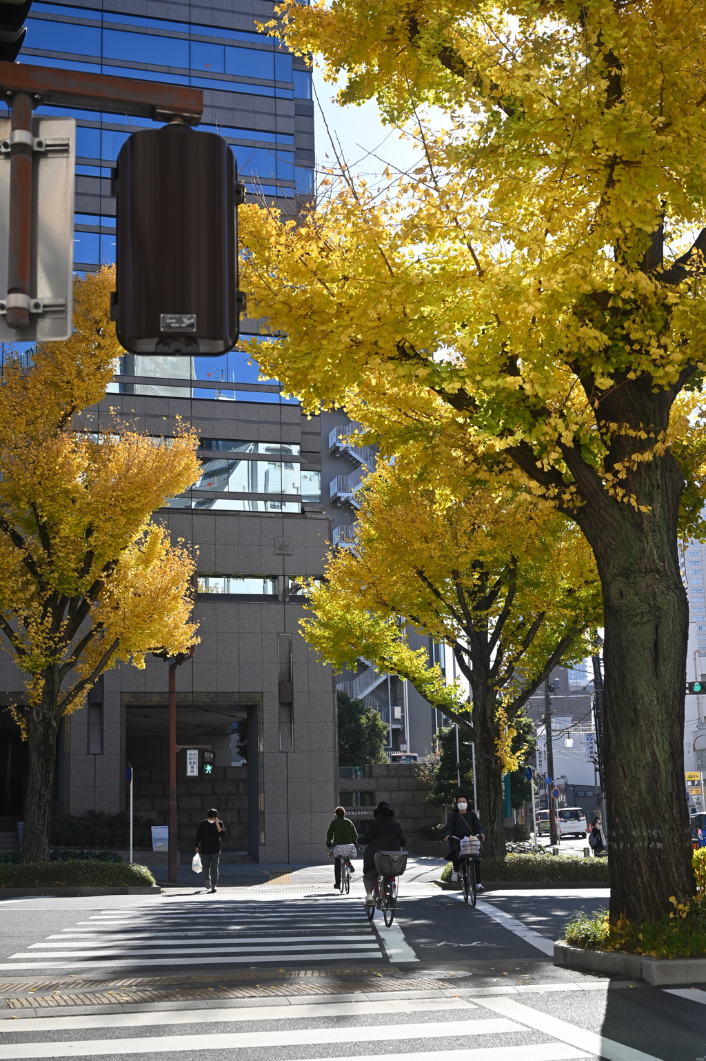 横断歩道の銀杏