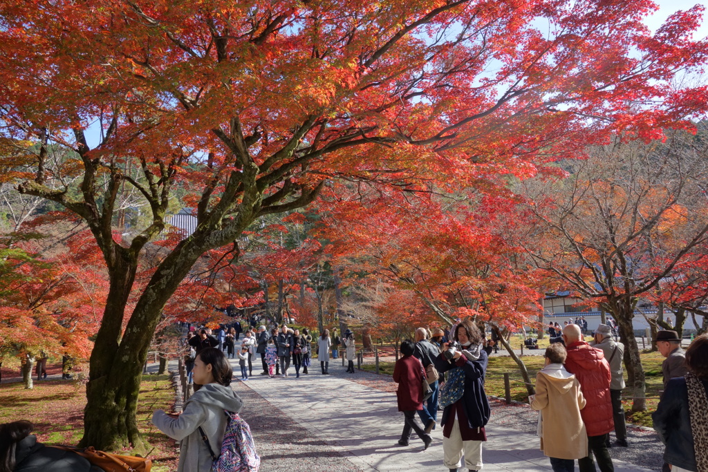 紅葉