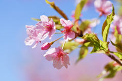 河津桜