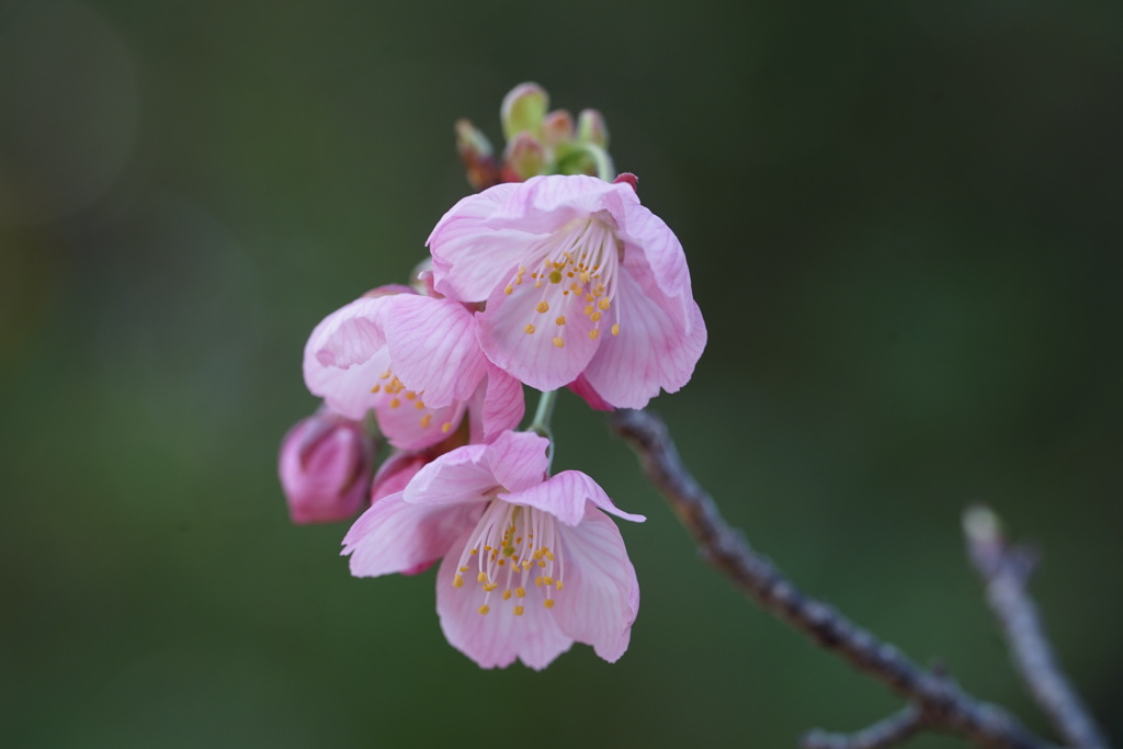 河津桜