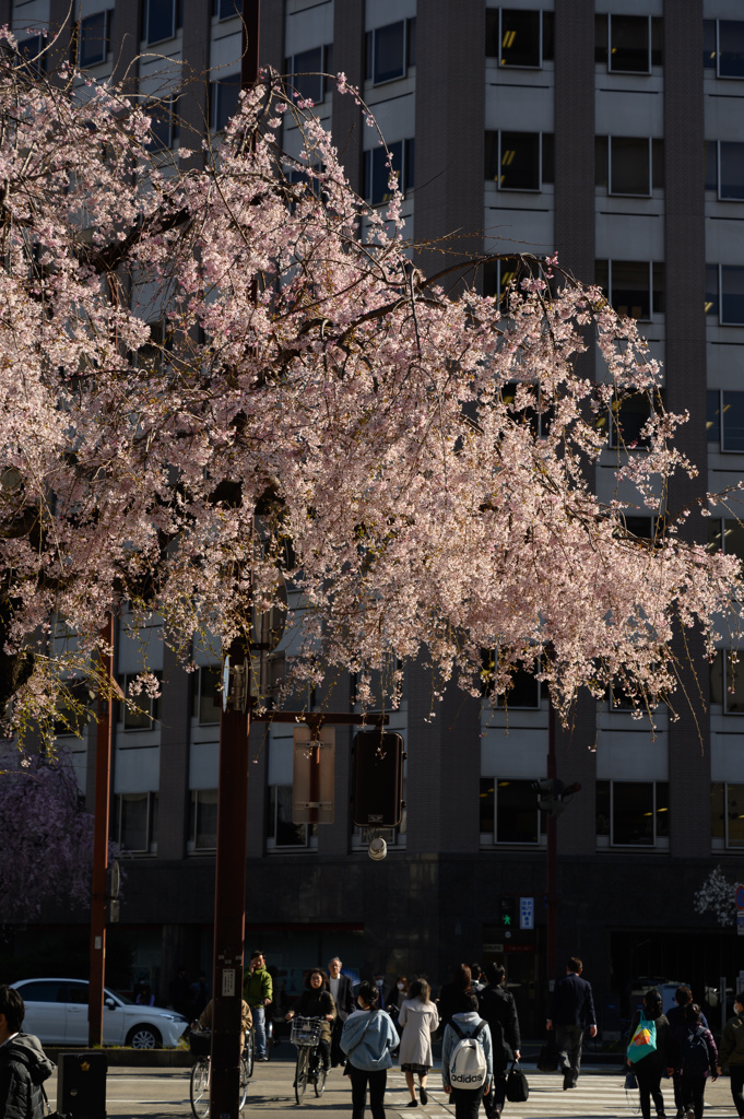 オカッパのしだれ桜