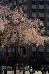 オカッパのしだれ桜