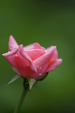 雨上がり