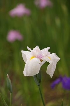菖蒲まつり