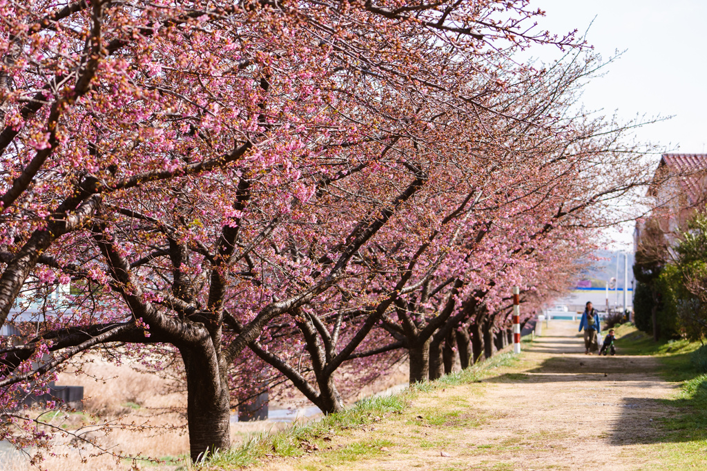 5分咲きの河津桜