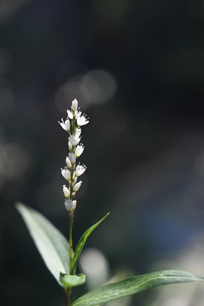 小さな花