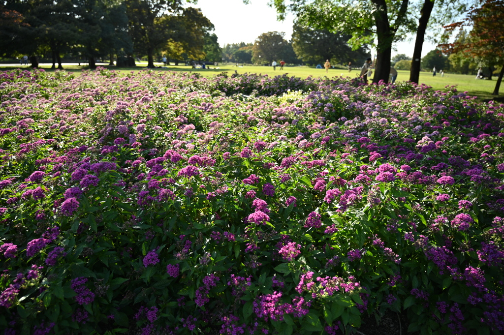 公園で