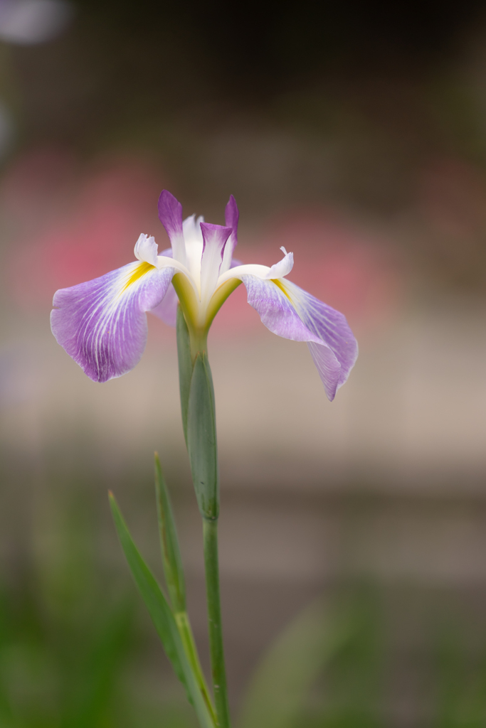 菖蒲
