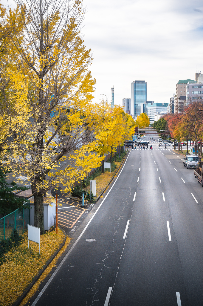 黄葉のある風景