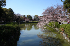 早すぎた去年の花見　１