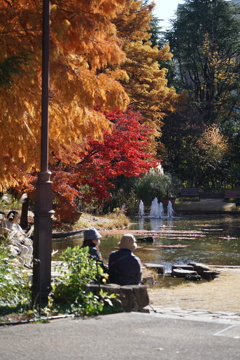 花園の紅葉