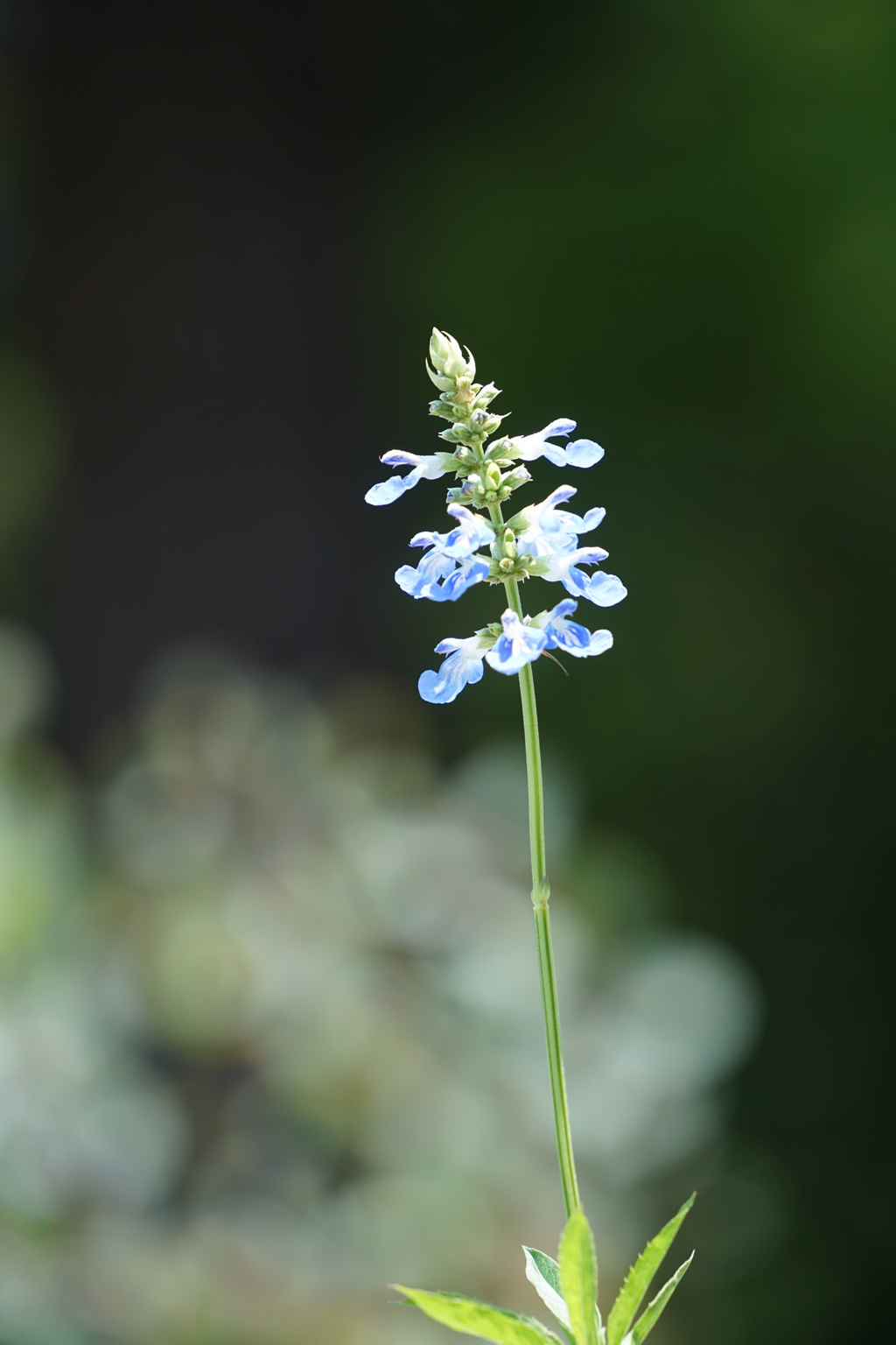 背伸びする花