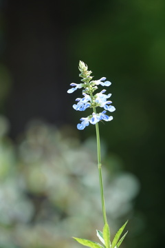 背伸びする花