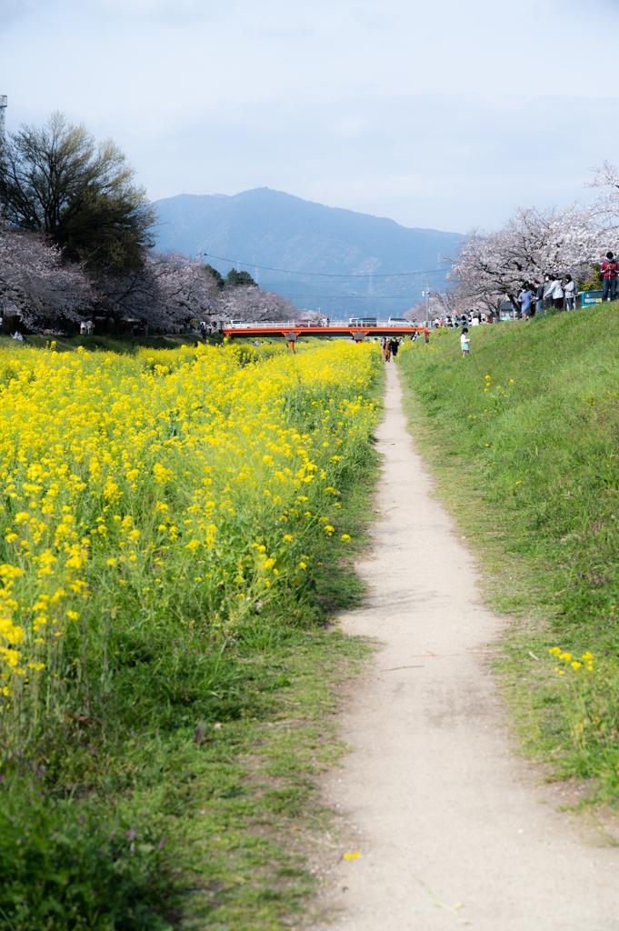 菜の花