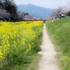 菜の花