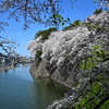 お堀の桜