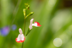 小さな花
