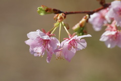 河津桜