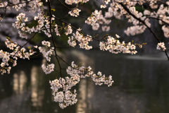 お堀の桜