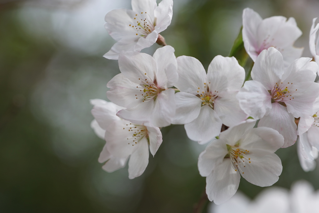 散歩道の桜