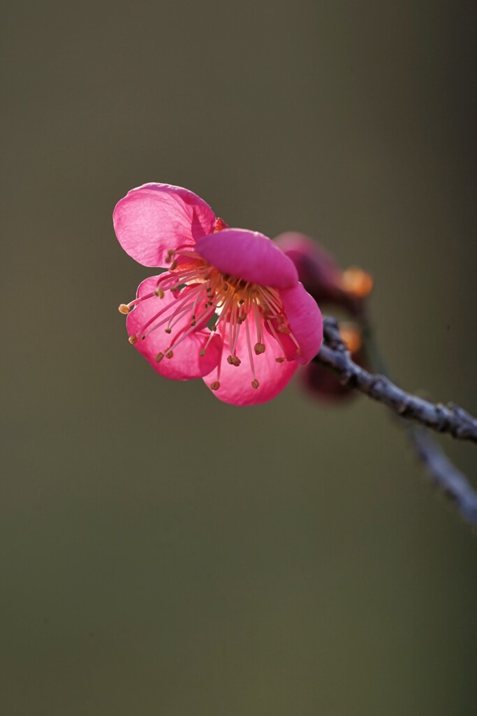 公園の梅