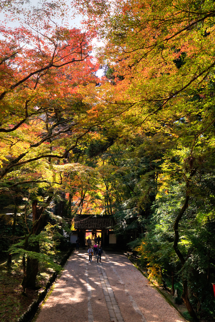 紅葉まじり