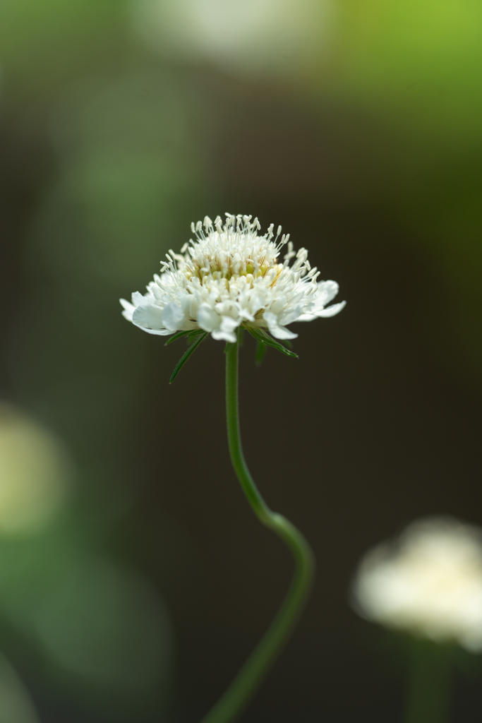 白い花