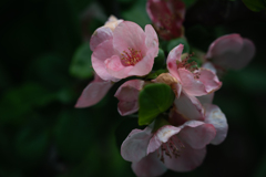 ボケの花