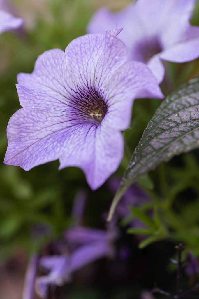 すみれ色の花