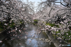 堤の桜