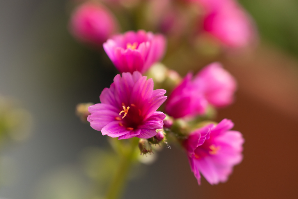 小さな花弁