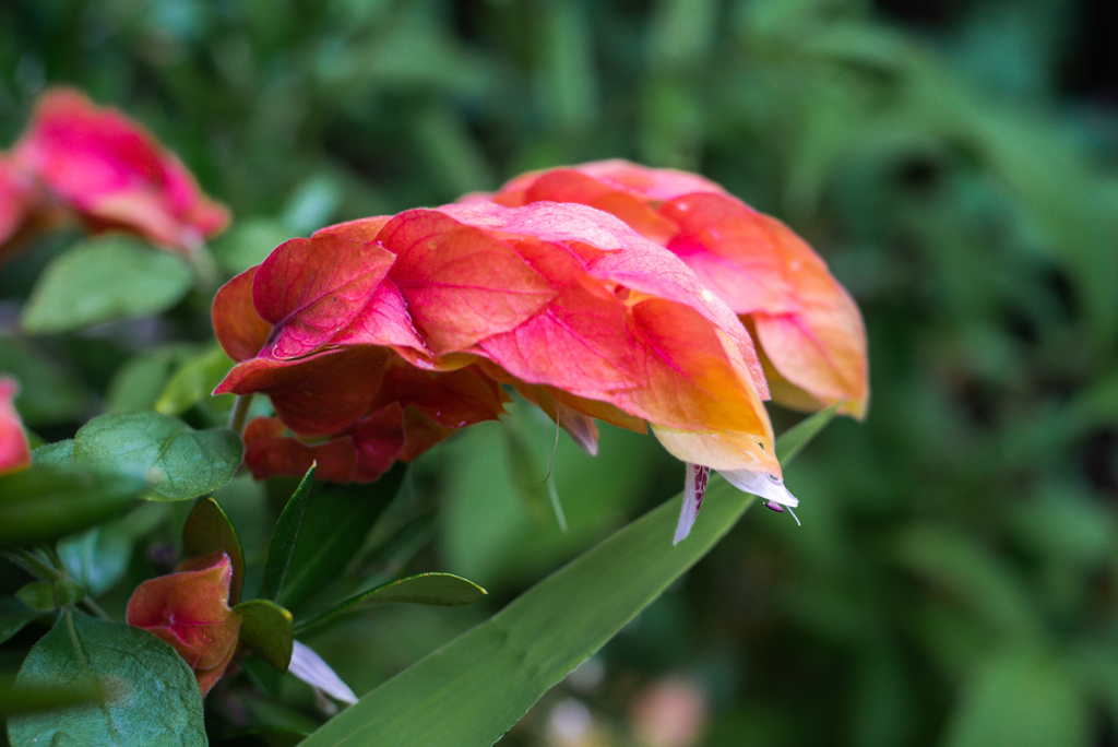 葉がお花に　？
