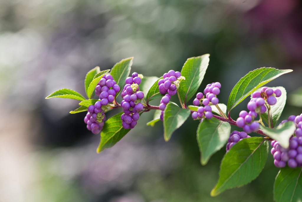 ムラサキシキブ